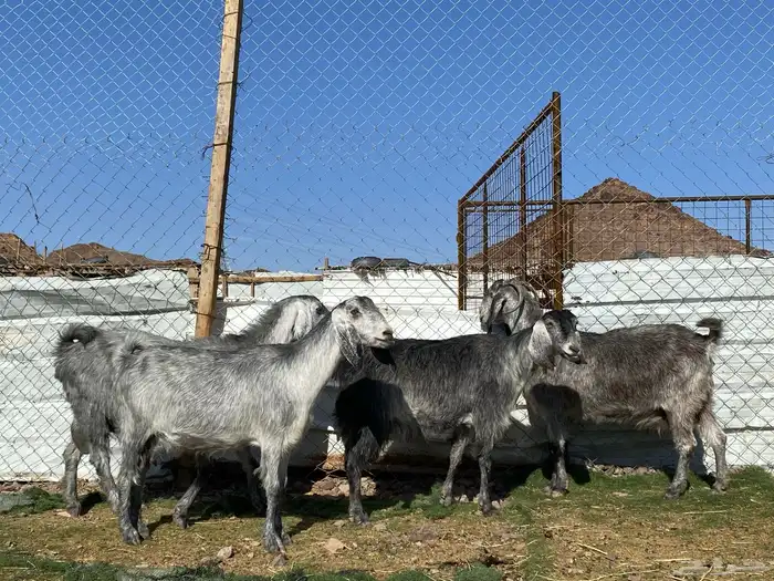 معزا مصريات صنف شهب دفيع ومضاريع شرط 0