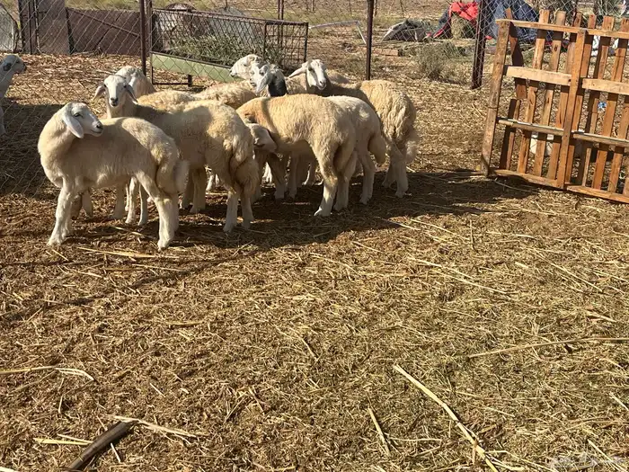 رخال عددها تسع 5