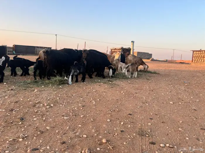 ماعز عوارض شرط متويم 14تحته 28 5