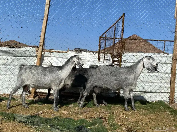 معزا مصريات صنف شهب دفيع ومضاريع شرط 3