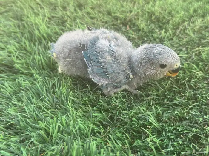 فروخ روز تقبل الغز 1