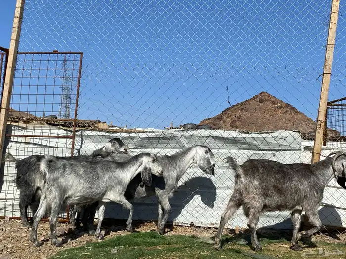 معزا مصريات صنف شهب دفيع ومضاريع شرط 13