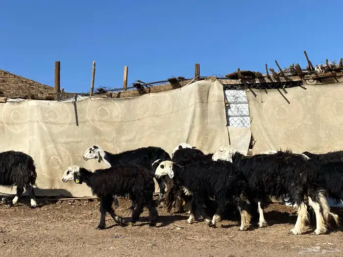 نعاج نجد صنف 14