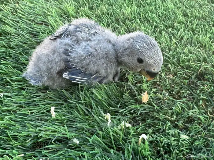 فروخ روز تقبل الغز 5