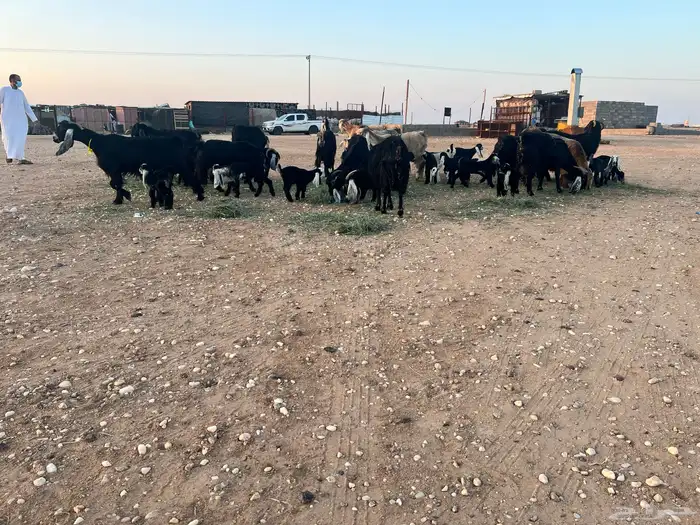 ماعز عوارض شرط متويم 14تحته 28 8