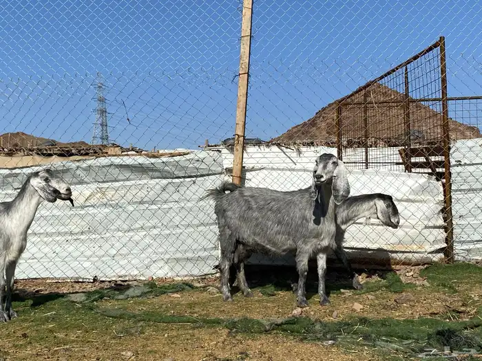 معزا مصريات صنف شهب دفيع ومضاريع شرط 11