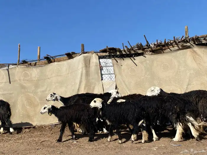 نعاج نجد صنف 13