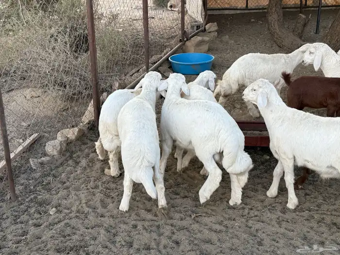 خرفان عدد 18 مابين خروف ورخال مشرووطه 0