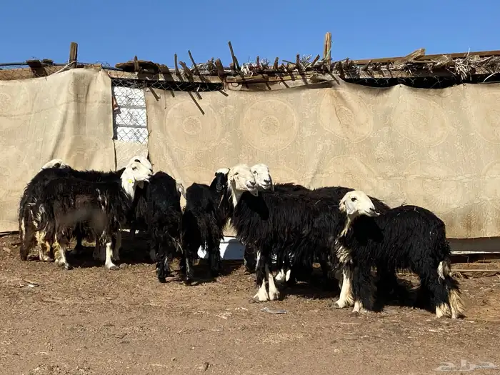 نعاج نجد صنف 12