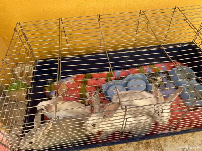 ارانب للبيع 2