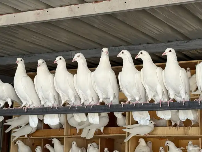 عشه زاجل ابيض صك 0