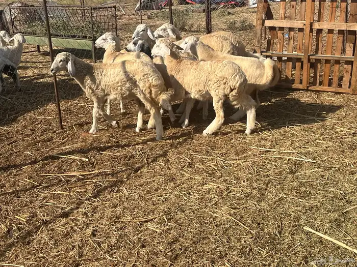 رخال عددها تسع 3