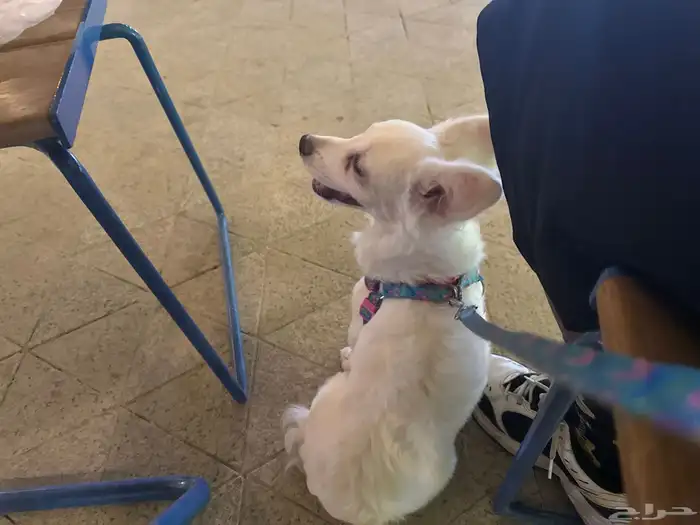 كلب مهجن مالتيز مع شيواوا للبيع 2