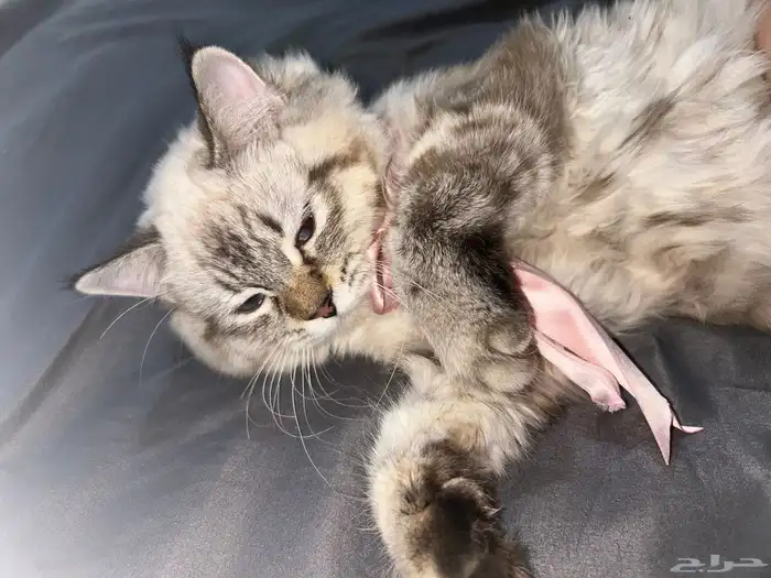 قطة للبيع شاملة أغراضها 1