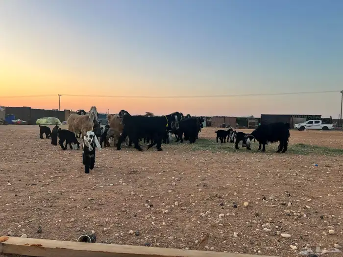 ماعز عوارض شرط متويم 14تحته 28 12