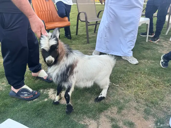 تيس فحل قزمي للبيع 4