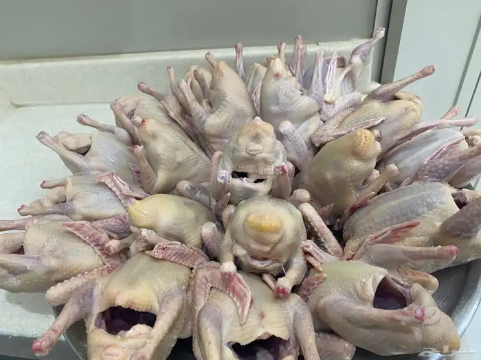 زغاليل فرنسي الذبح ع الطلب والعدد مفتوح 3