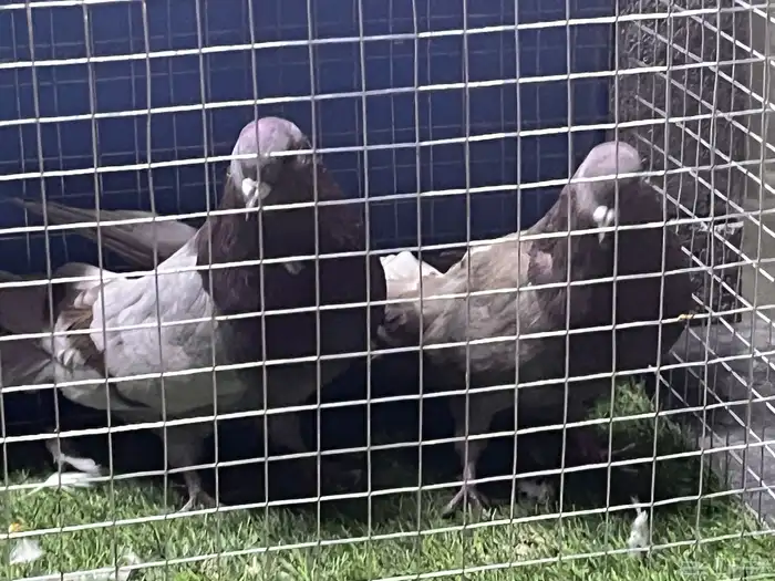 حمام مصري اجواز مستويات وأحجام تم البيع 2