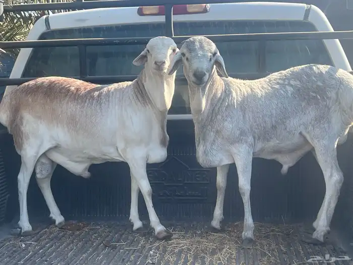 خرفان برابر 0