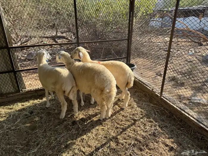 رخال جذعات 3