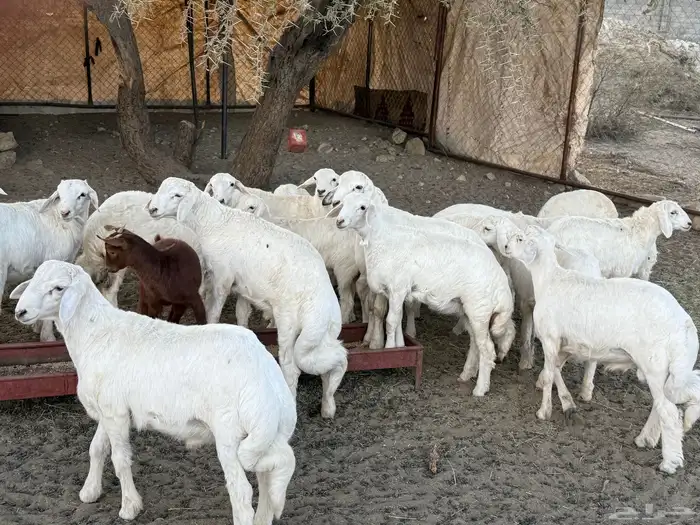 خرفان عدد 18 مابين خروف ورخال مشرووطه 1