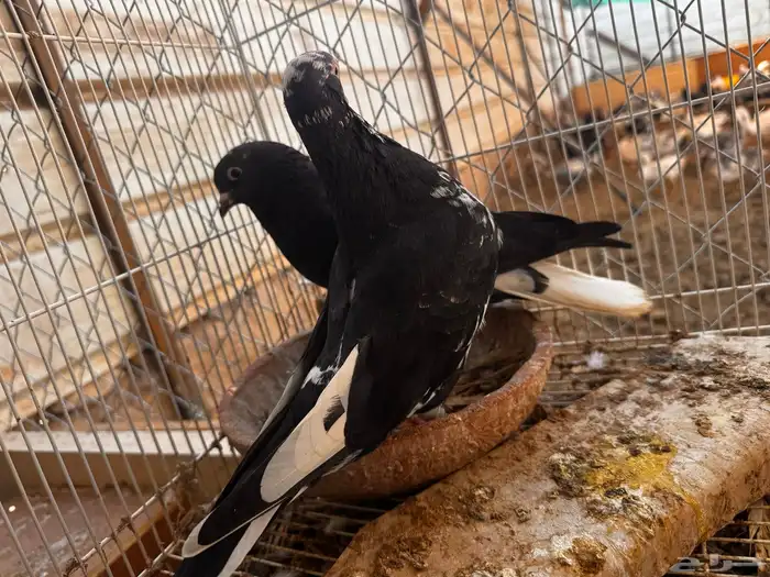 جوز قطيفي الزكر مذيل 2