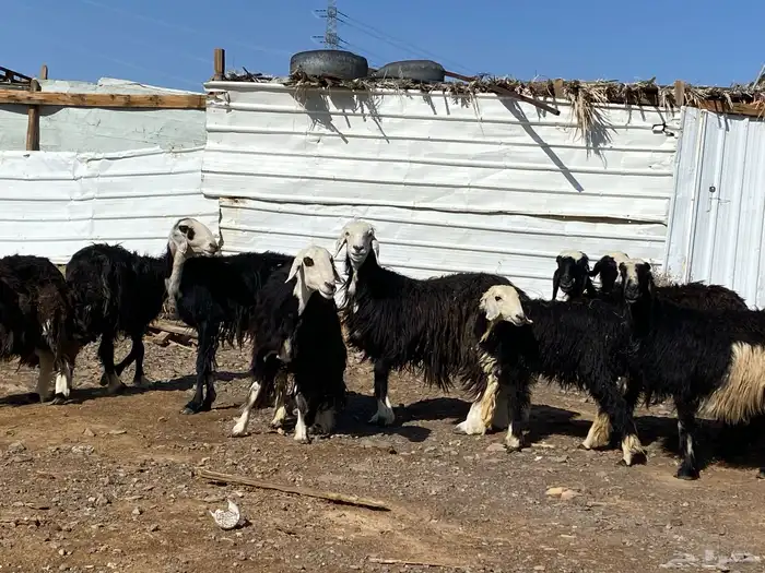 نعاج نجد صنف 1