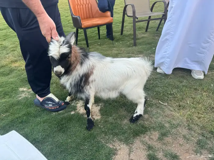 تيس فحل قزمي للبيع 0