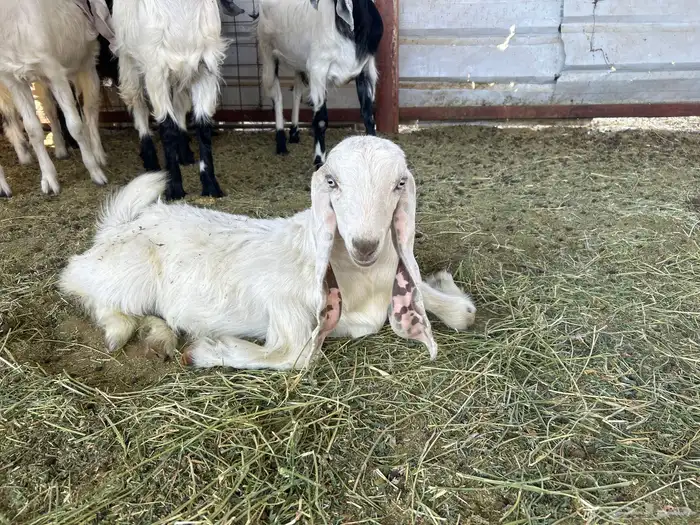 جفره ذبيحه 0