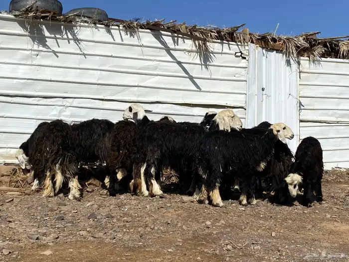 نعاج نجد صنف 8