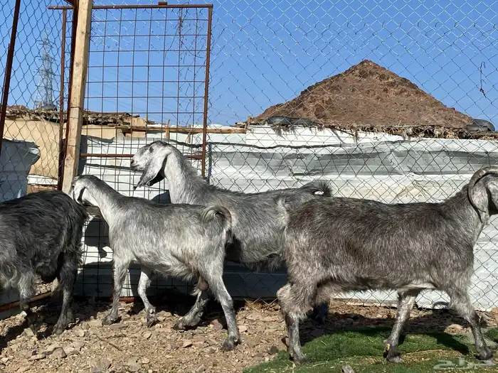 معزا مصريات صنف شهب دفيع ومضاريع شرط 8