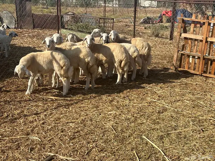 رخال عددها تسع 0