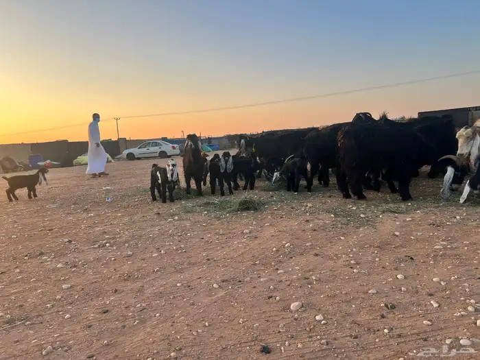 ماعز عوارض شرط متويم 14تحته 28 3