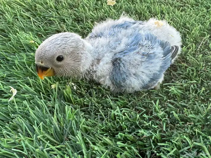 فروخ روز تقبل الغز 8