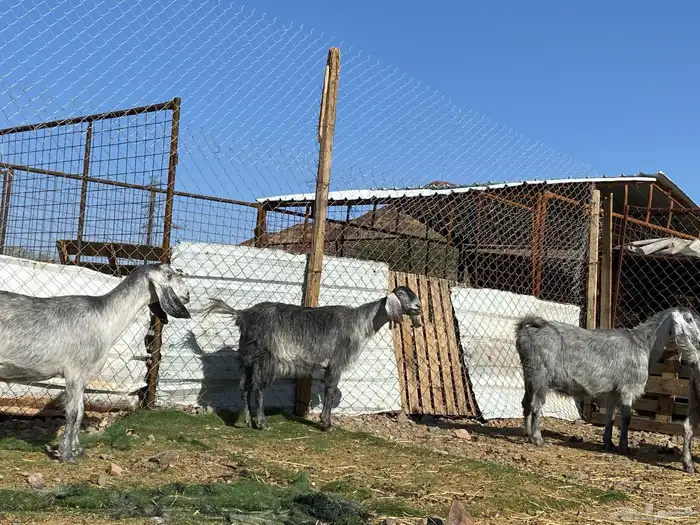 معزا مصريات صنف شهب دفيع ومضاريع شرط 15