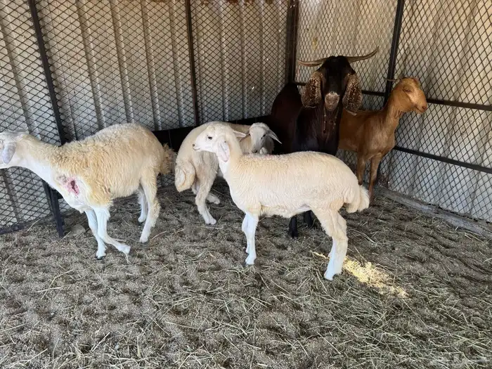 رخال جذعات 2