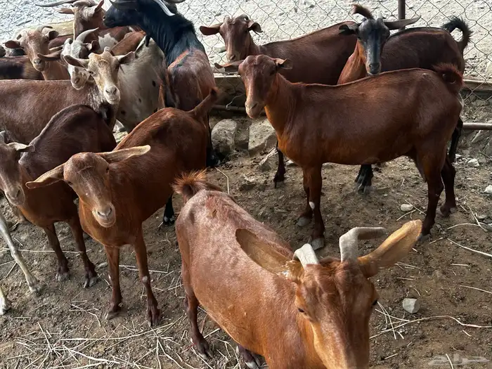 غنم دهم للبيع 7