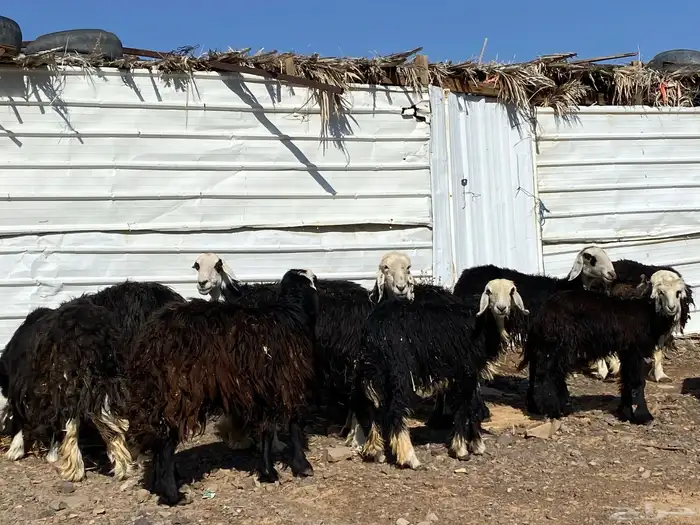 نعاج نجد صنف 6