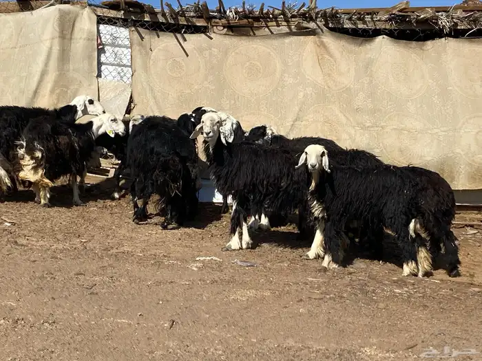 نعاج نجد صنف 11