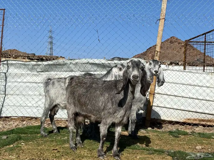 معزا مصريات صنف شهب دفيع ومضاريع شرط 19