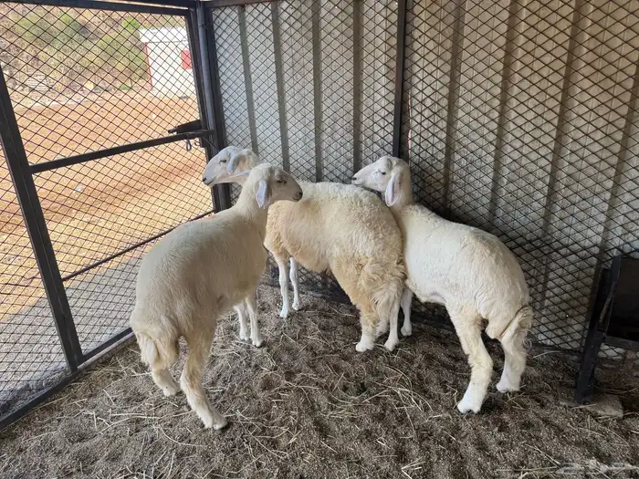 رخال جذعات 1