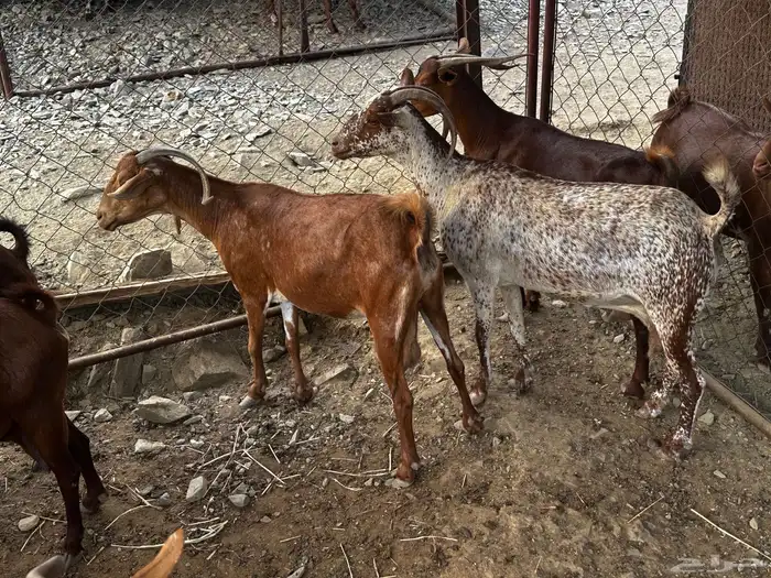 غنم دهم للبيع 6