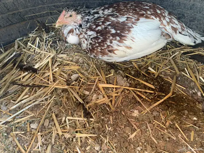 للبيع دجاج باكستاني العدد 27 دجاج مع اديك عددهم 8 7