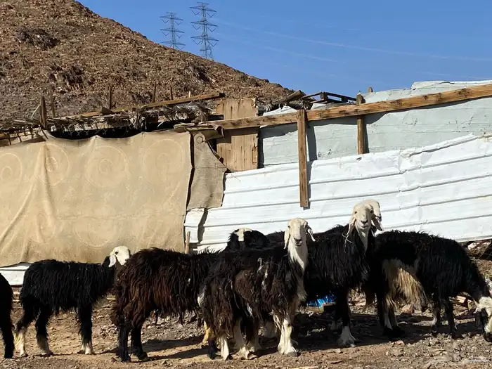 نعاج نجد صنف 24