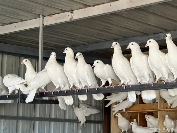 عشه زاجل ابيض صك 1