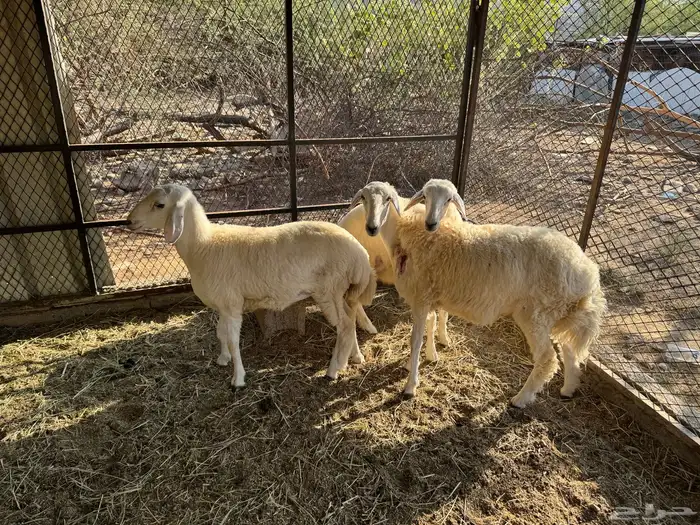 رخال جذعات 4