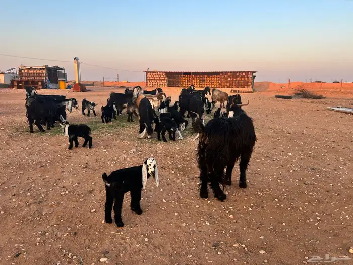 ماعز عوارض شرط متويم 14تحته 28 11