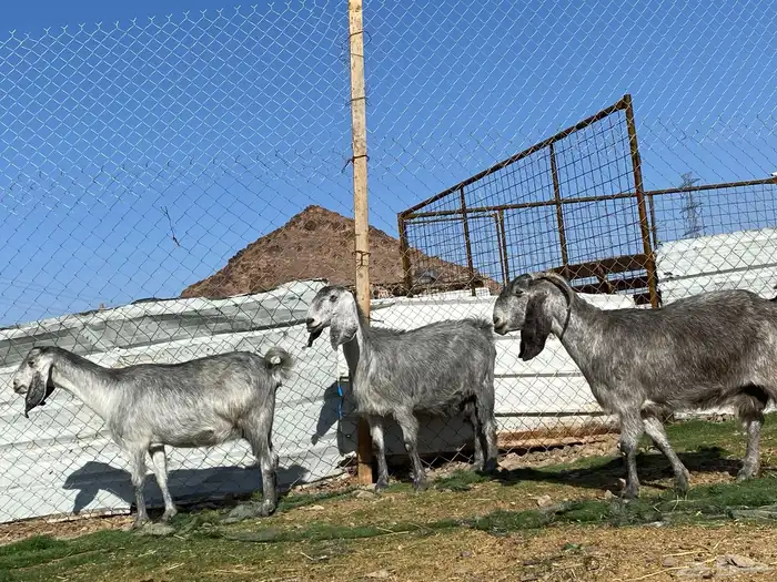 معزا مصريات صنف شهب دفيع ومضاريع شرط 16