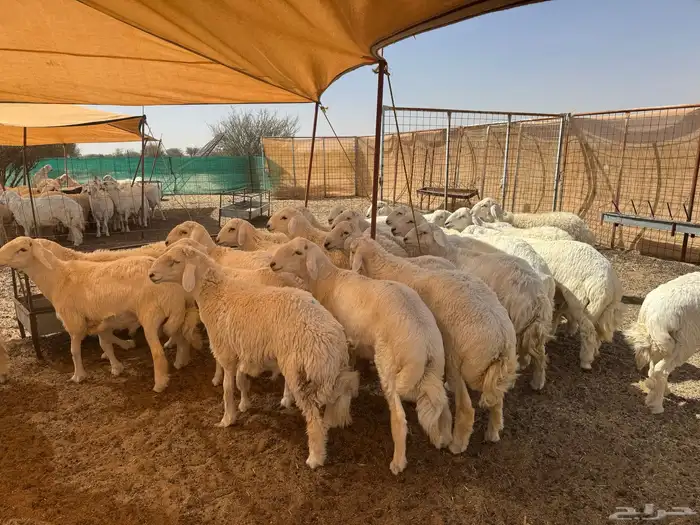 طليان حريه ذبايح مقفله شحم ولحم 1