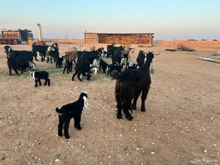 ماعز عوارض شرط متويم 14تحته 28 10